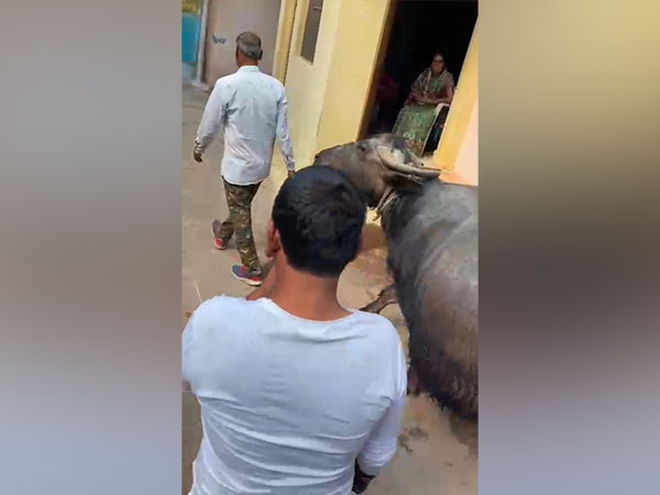 MP: Gwalior civic body takes away dairy operator's buffalo for defaulting in water tax payment