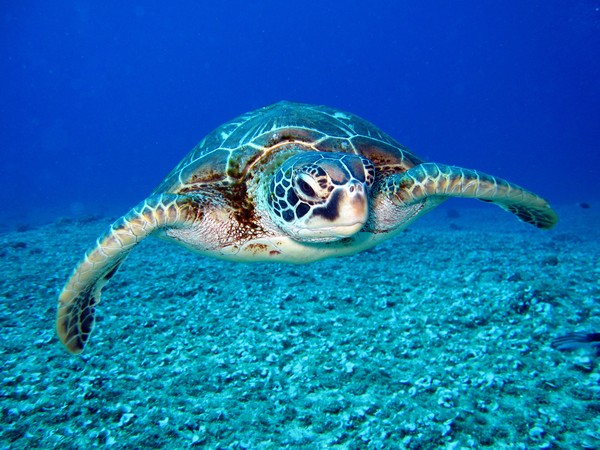 Mayo to Med: Israel returns sea turtles after tar cleanup 