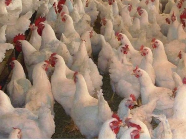 Sikkim bans entry of poultry products from other states for 1 month