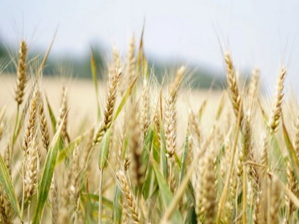 Romania's wheat harvest down 15-18% this year, minister says