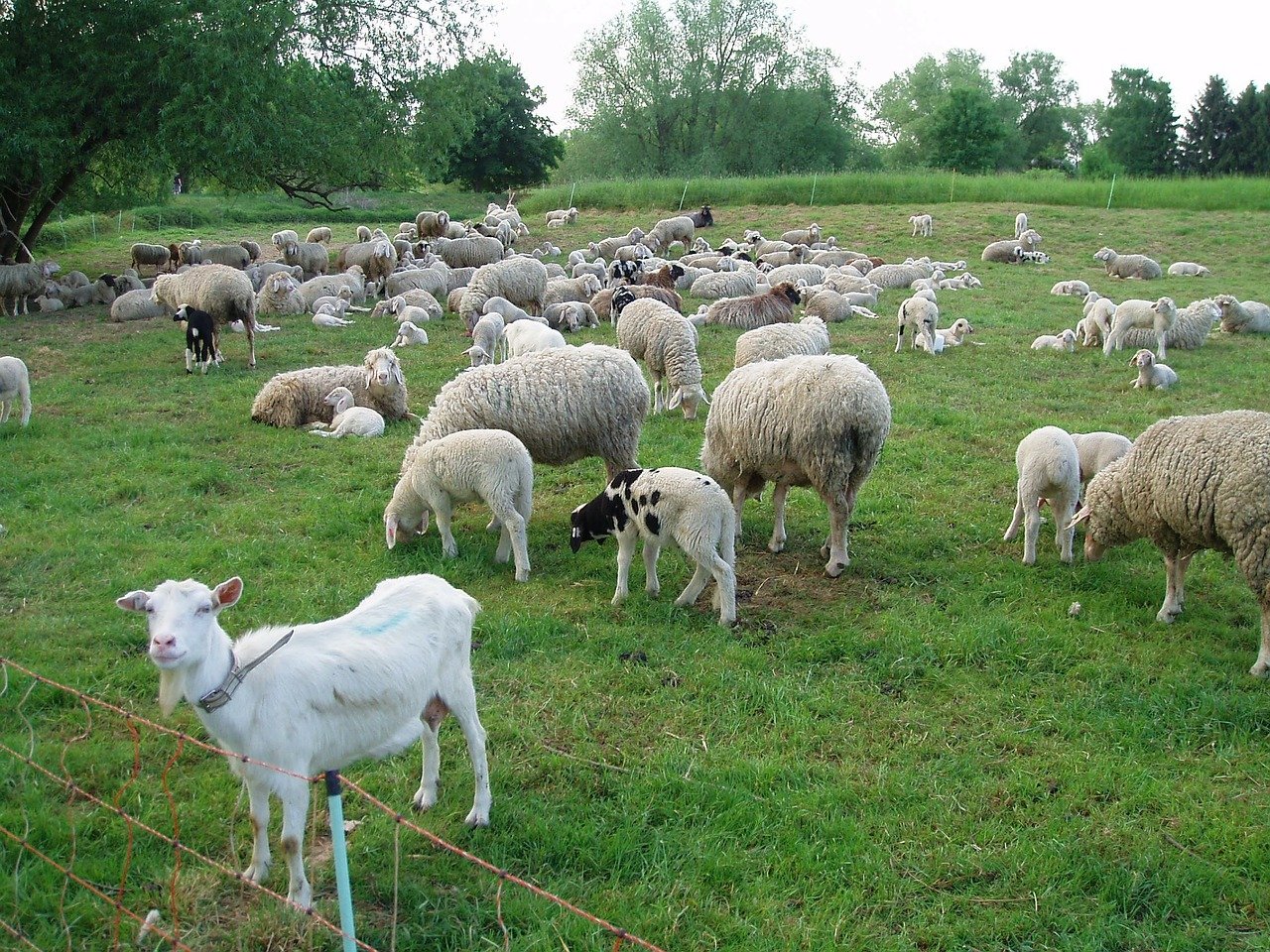 'They're baaaaack': Two dozen goats eat their way through New York park
