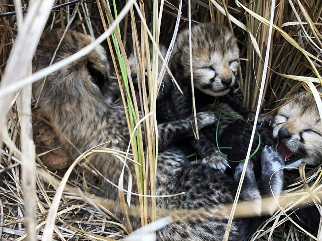 Two more cubs born to Namibian cheetah die in MP's Kuno National Park