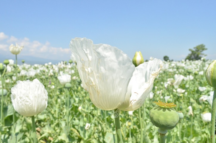 50 acres of poppy plants destroyed in Manipur