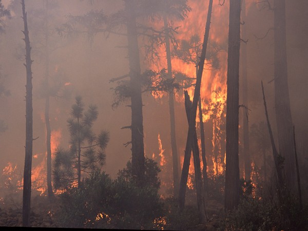 California wildfire near Yosemite National Park expands overnight