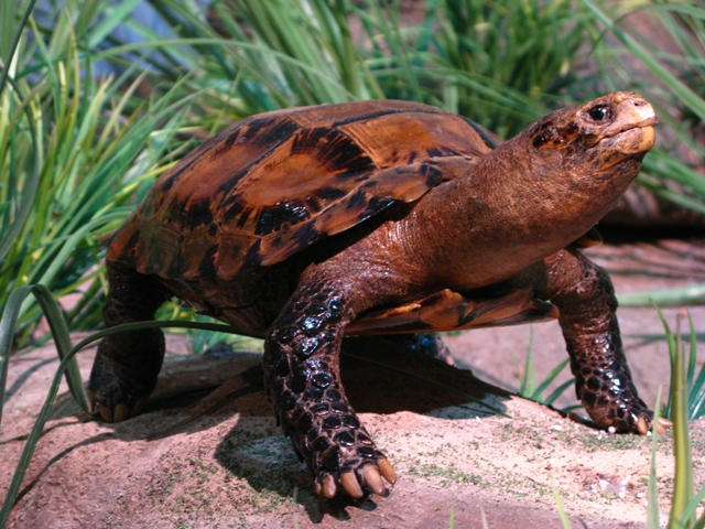 Manouria impressa tortoise sighted in Arunachal Pradesh