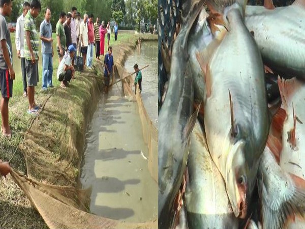 Manipur farmer transforms his life through fish farming