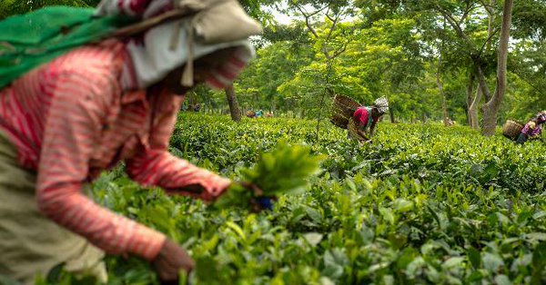 Tea production in India grows marginally to 176.55 milion Kg in August this year