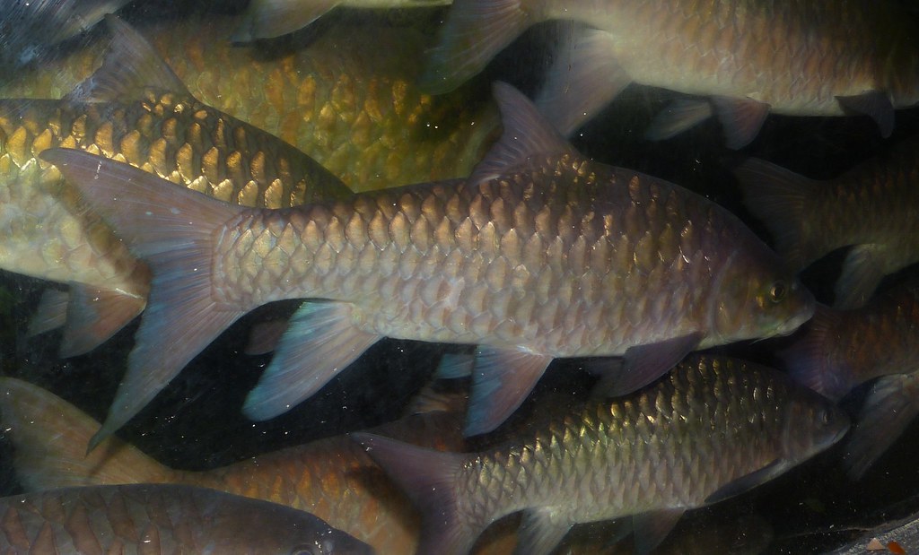 MP: Mahseer fish facing existential threat; state to start conservation campaign from next month
