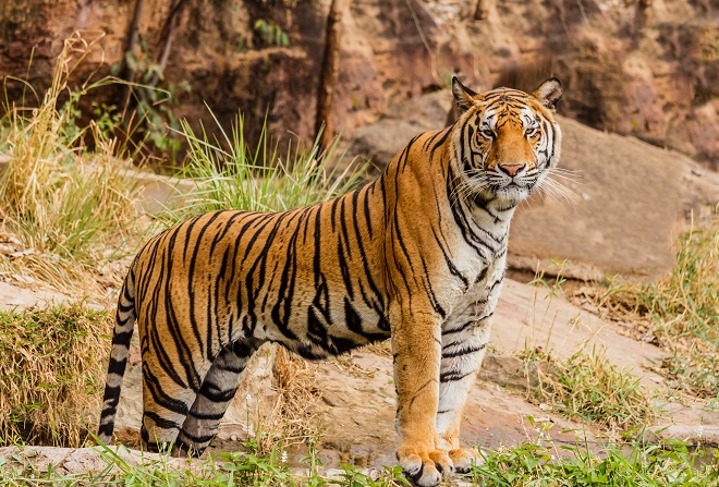 Maharashtra: Shiv Sena, activists slam govt for killing man-eater tigress