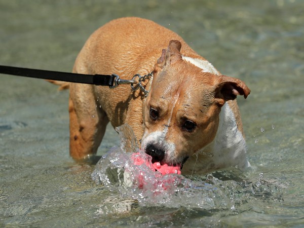 Shocking Animal Cruelty: Pet Dog Hanged in Pune