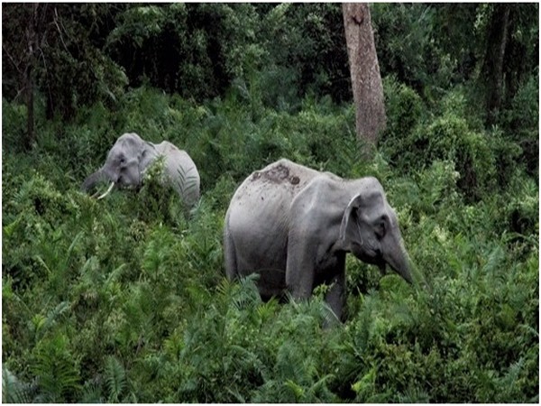 Uttarakhand wildlife board proposes denotification of Shivalik Elephant Reserve