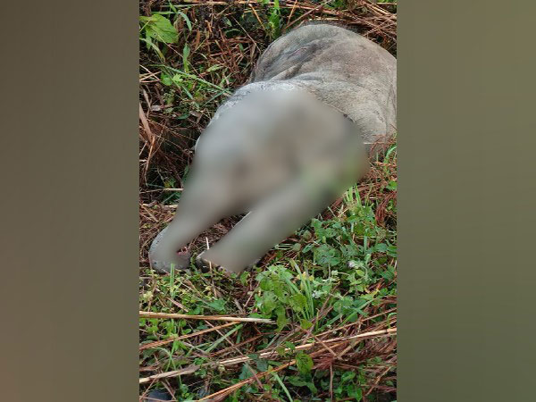 Wild elephant calf found dead in Assam's Jorhat