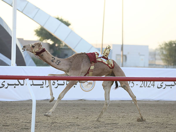 Zayed Grand Camel Race 2024 Kicks Off in Abu Dhabi