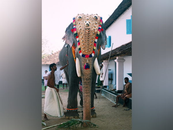  'Guruvayur Padmanabhan' much loved tusker of Guruvayoor Sreekrishna Temple dies at 84