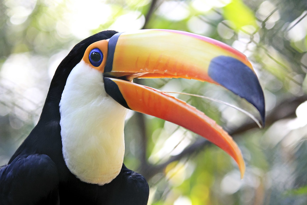 Three toucans go missing from Alipore zoo, three persons sacked