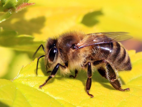 How do you vaccinate a honeybee? 6 questions answered about a new tool for protecting pollinators