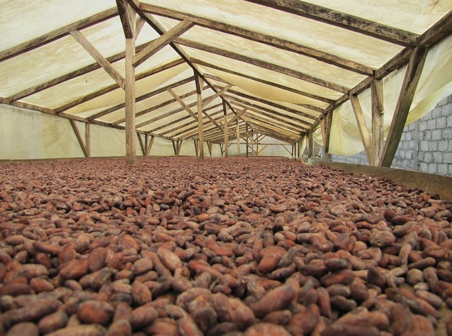 Ghana to end child labour on cocoa by increasing prices