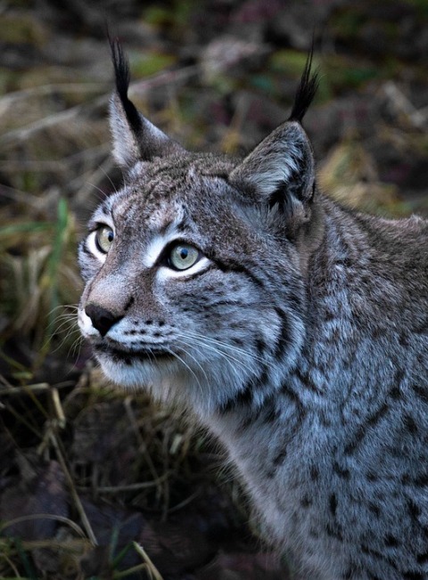 Slovenia takes in a lynx from Romania to save wildcat population