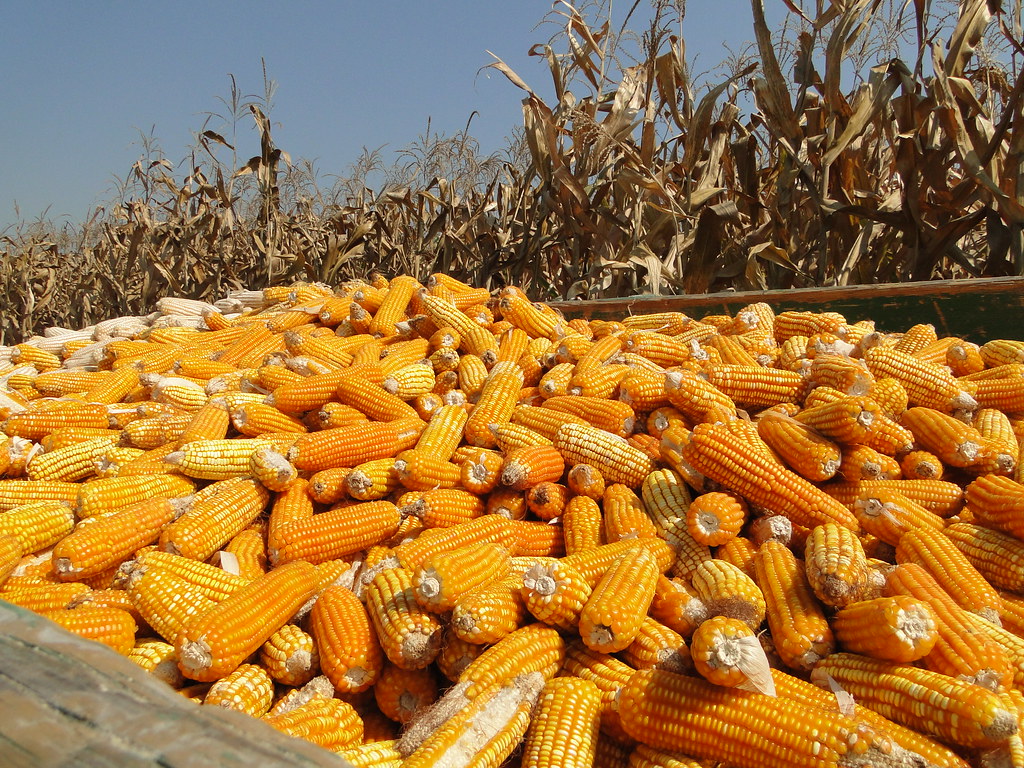 South Africa's 2022 maize harvest forecast 6.5% lower than last year