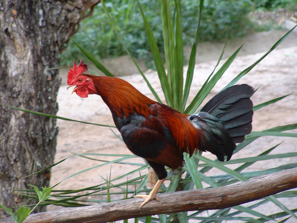 Odd News Roundup: Maurice the Rooster pitches city slickers against locals in rural France
