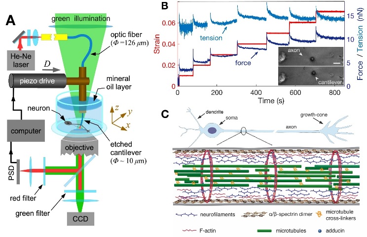 Spectrin act as shock absorbers to protect axons from stretch-induced damage
