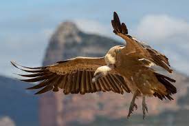Migratory Eurasian Griffon vulture has moved from MP to Pakistan as per radio tag info, says official