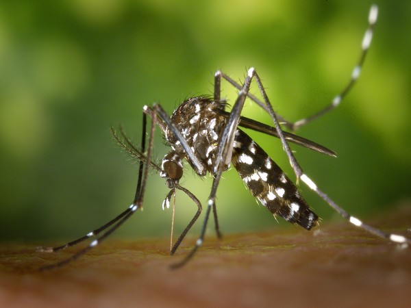 Mosquitoes with West Nile virus detected in Israel