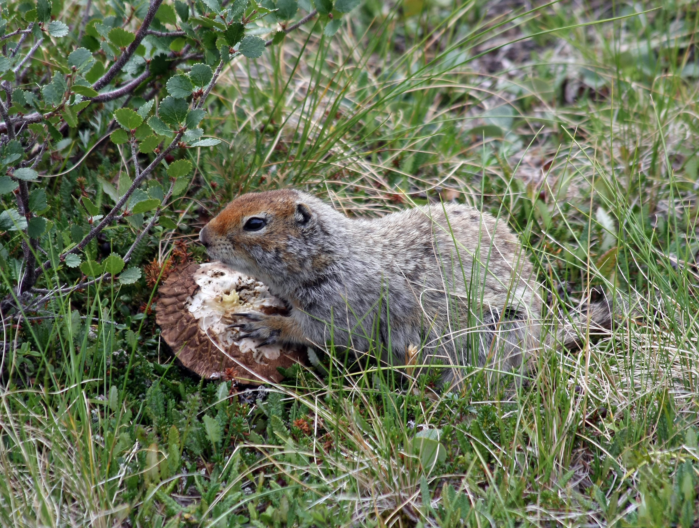 Hibernation periods of Arctic ground squirrels found altered in response to climate change