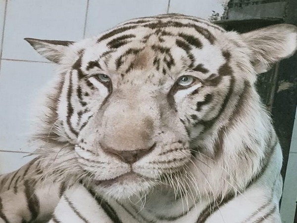 White male tiger dies due to neoplastic tumour in lower jaw at Hyderabad's Nehru Zoological Park