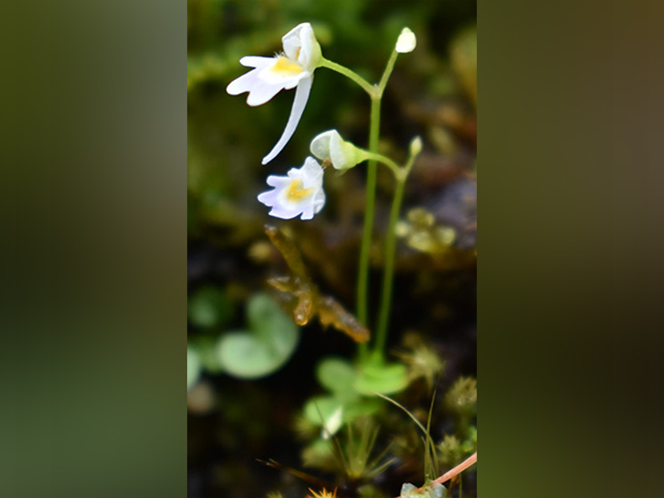 Uttarakhand Forest Department discovers rare carnivorous plant; gets published in Journal of Japanese botany