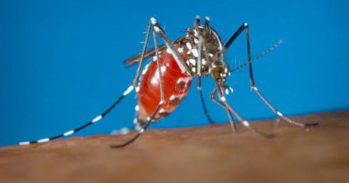 All about West Nile virus cases, plastic surgery videos, African swine fever