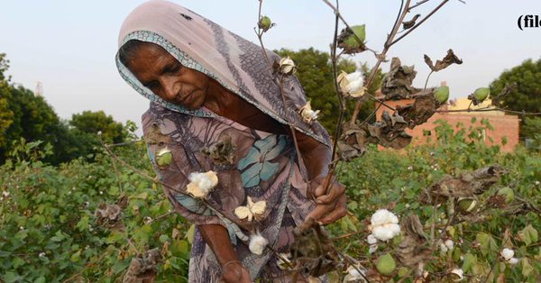 Pink bollworm infests cotton crops in 700 villages in Maharashtra