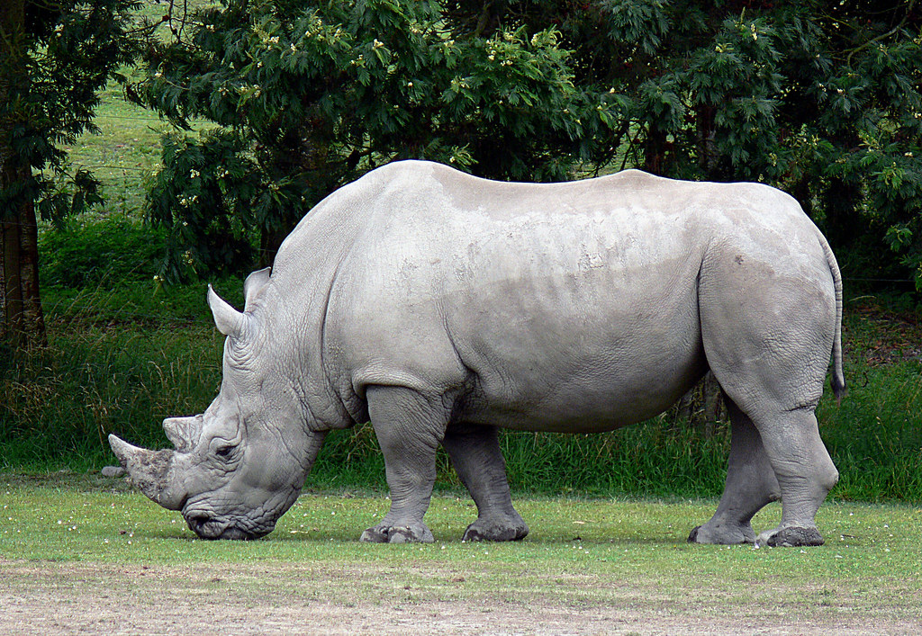 World's oldest captive white rhino dies in French zoo