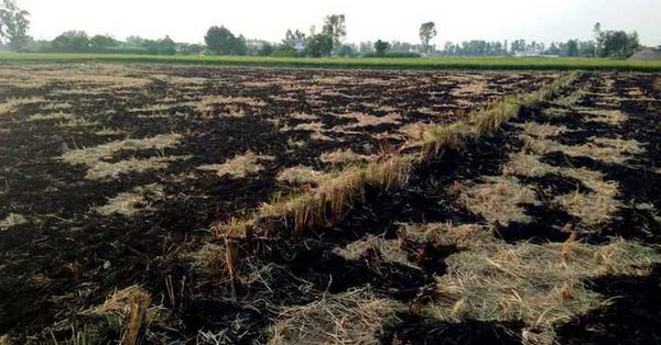 Stubble burning: Punjab expects 70 per cent reduction this season
