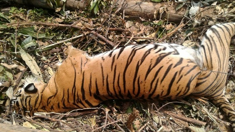 Uttarakhand tiger poaching: CBI registers PE in probe of forest department
