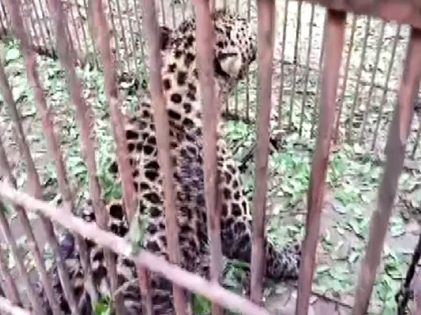Caged leopard burnt alive by villagers in U'khand's Pauri