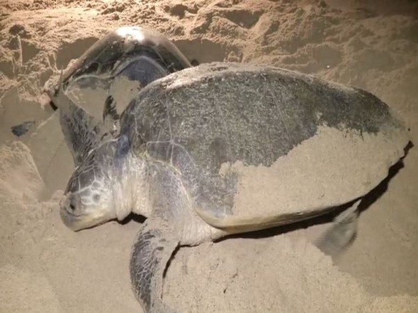 Odisha gets ready for buffer nesting of Olive Ridley, imposes ban on fishing from Nov 1 to May 31