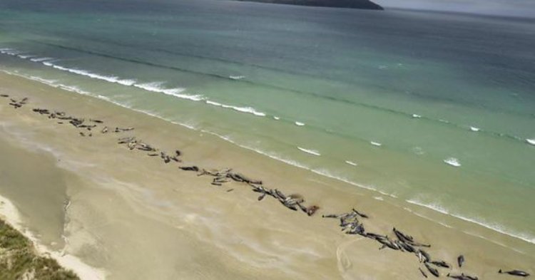 All of 145 stranded whales die on remote New Zealand beach