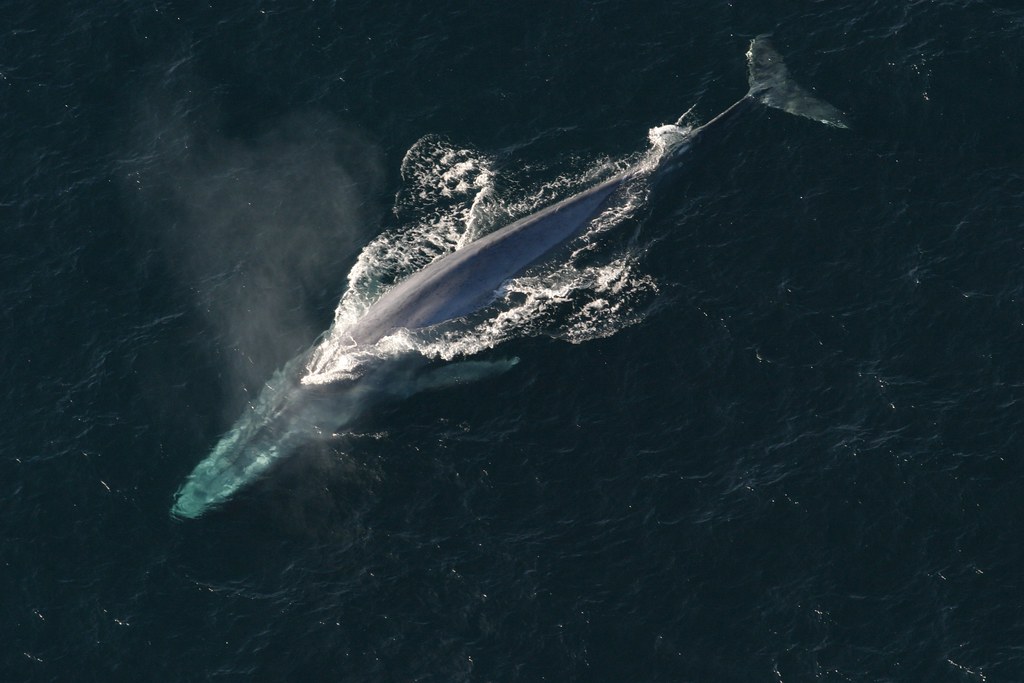 With suction cups and lots of luck, scientists measure blue whale's heart rate
