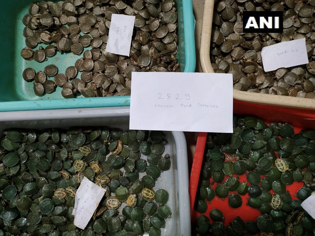 Tamil Nadu: DRI intercepts man at Trichy International Airport, recovers 2,829 China Pond tortoises
