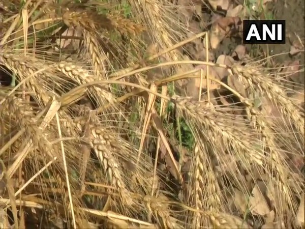FCI procures 4,740 quintal wheat from farmers at Narela, Najafgarh grain markets