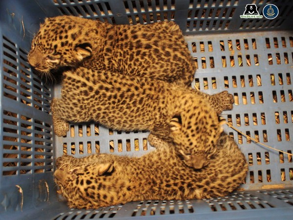 Pune: 3 leopard cubs rescued, united with their mother