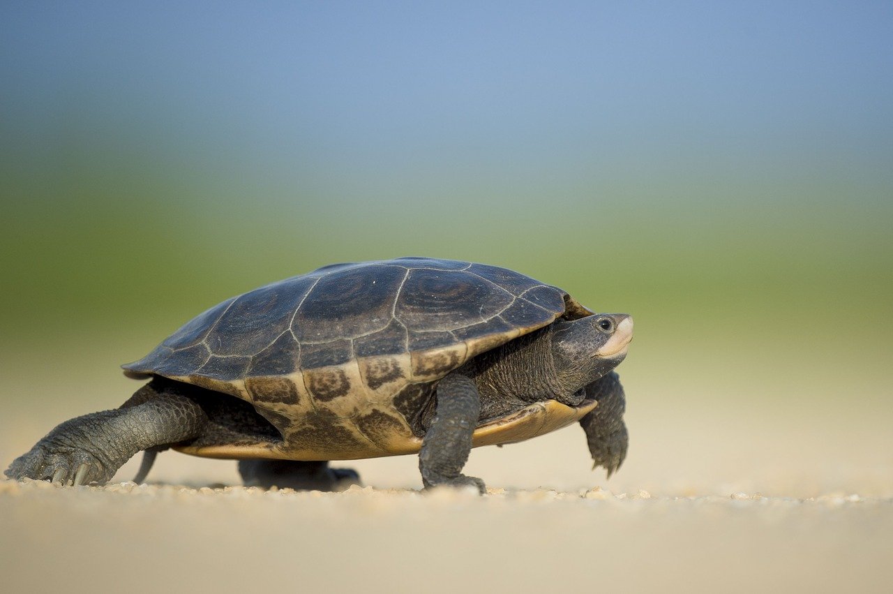 Cambodia releases endangered royal turtles in revival bid