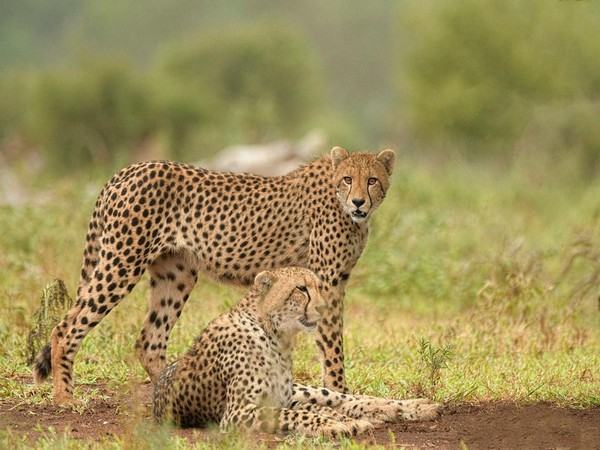 Cheetah Project Thrives: New Cubs Born in Kuno National Park