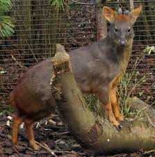 Rare Pudu Fawn Offers Conservation Hope