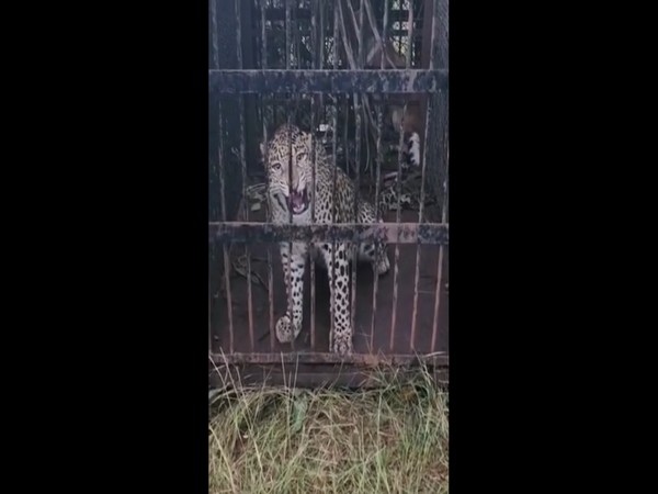 Leopard which entered university campus in Tirupati captured