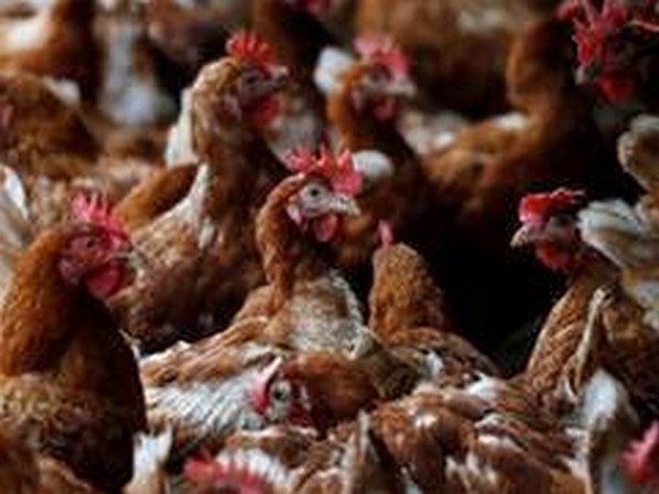 Bird flu confirmed in Dera Bassi poultry farm