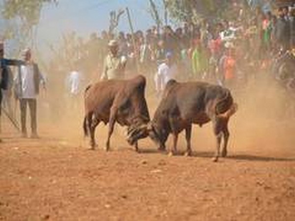 Two booked in Goa for organising bull fight