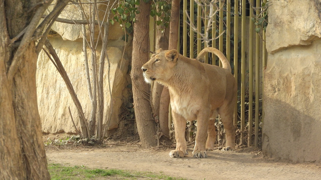 African lions at Singapore Zoo recover from COVID-19