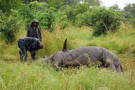 SA Seeks Public Input on Revised Rhino Biodiversity Management Plan